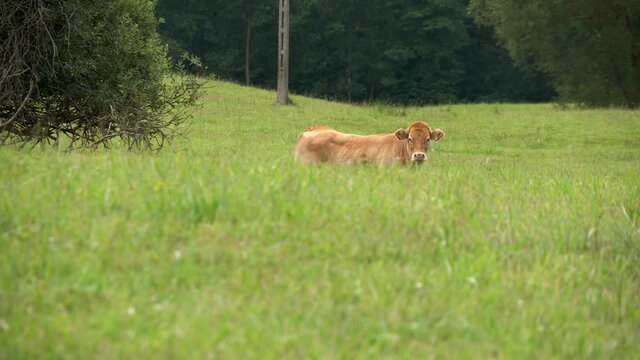 Angry Limusin meat cow misued for diary purposes at Zielenica Poland