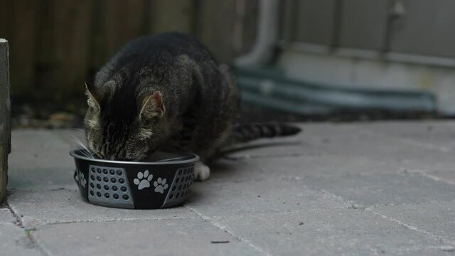 Cat eating food outside clip 2. Filmed in 4K