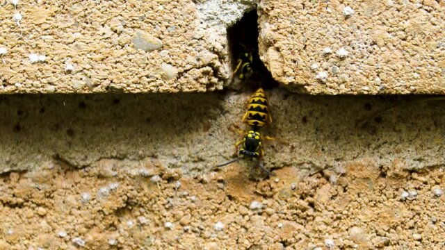 Very active Yellowjacket hive in the brick wall of a house.
