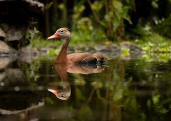 ave, pato, animal, naturaleza, ganso, acuático, fauna, pico, lago, hospitalario, césped, emplumar, charcas, emplumar,  pato, mandarins, animal,  ave, frailecillo, chacras, ganso, natación, río, reflej