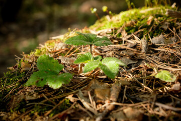 strawberry growing in spring forest