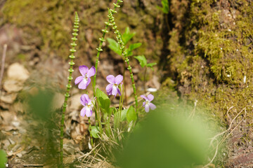 Viola flowers and young horsetail sprouts