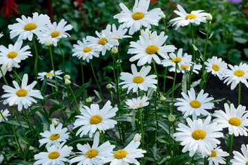 Fototapeta premium Daisy flowers