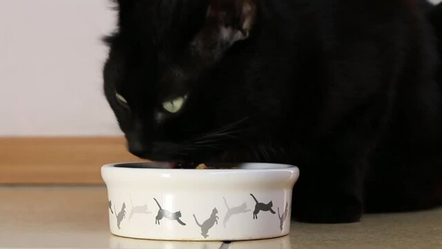 Black Cat Eating Out Of White Bowl Food. Low Angle, Locked Off