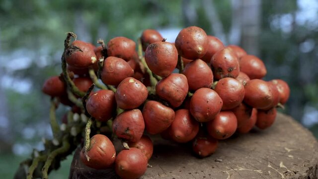 Exotic Chonta Fruits growing in Amazon Rainforest of Ecuador,4K dolly shot