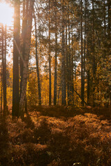 autumn forest in the morning