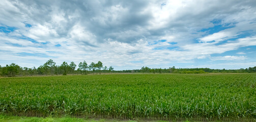 Fototapeta na wymiar Farmland in southern Georgia, USA