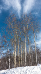 A birch grove grows on a snow-covered hillside. Tall white trunks and bare branches against the blue sky. Winter day. Siberia