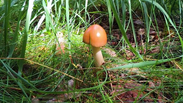 Amanita fulva mushroom in forest in summer time in natural light - Dolly shot