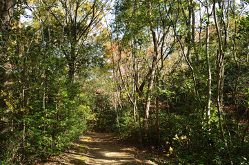 In the autumn forest, Sunlight filters through the trees to a path