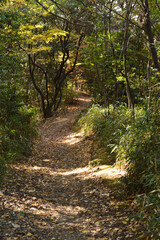 In the autumn forest, Sunlight filters through the trees to a path