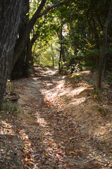 In the autumn forest, Sunlight filters through the trees to a path