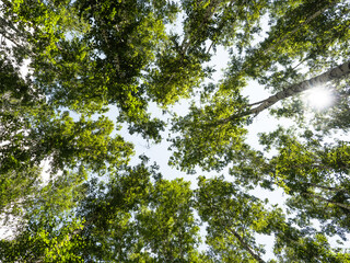 Birch forest. The tops of birch trees and the sky