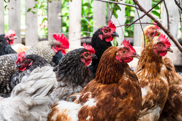 There are many different chickens in the chicken coop