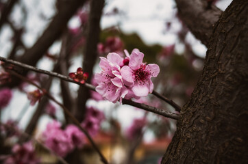 tree blossom