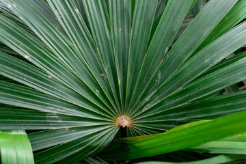 close up of palm tree green plant details leaves