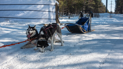 Black and white Siberian huskies are harnessed and rest after running. One dog is eating snow, the other has opened its mouth, stuck out its tongue. A blue sleigh on a snow-covered road. Siberia