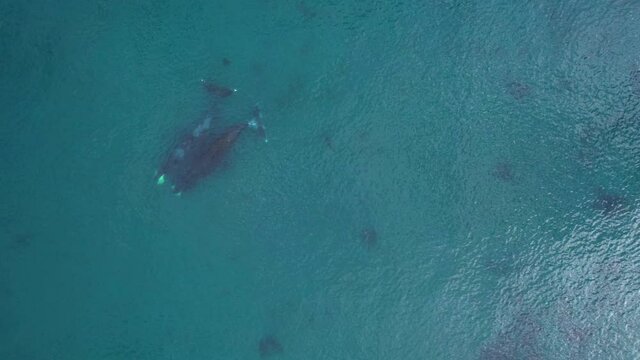 Bowhead whale family swimming together in calm blue ocean water, Aerial view of a pod of bowhead whale spouting. Whale watching of migrate Baleen whales in Shantar islands near forest. 6K downscale