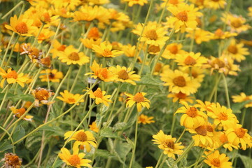 Yellow Blooms, U of A Botanic Gardens, Devon, Alberta