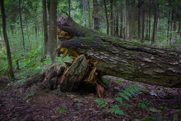 Old driftwood Slovenian tree trunk lies in the forest moss covers the bark