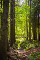 Obraz premium Forest landscape, trees along a wild stream, reflections in the water, perspective depth