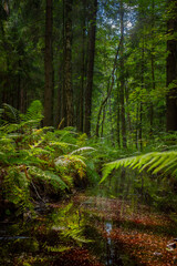 Forest landscape, trees along a wild stream, reflections in the water, perspective depth