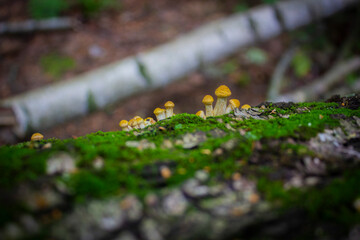 Macro shot of small mushrooms growing on the bark of a tree along with moss
