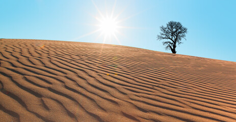 Silhouette of dry tree in desert of san dune at sunset