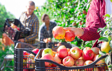 Close-up of ripe fresh organic apples lying in woman's hand in the garden during summer harvest