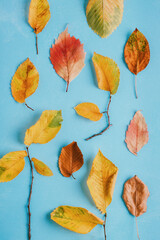 Colorful autumn leaves on bright blue background. Fall composition, pattern. Top view, flat lay, vertical