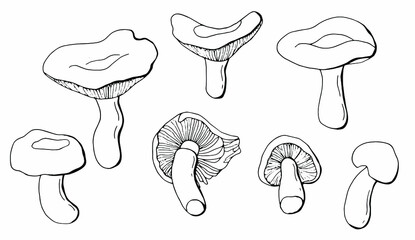 Linear set of russula mushrooms. White background, isolate. Vector illustration.	