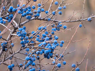 Prunus spinosa, called blackthorn or sloe, Suitable for canned food, but tart enough for food. To create a hedge. - obrazy, fototapety, plakaty