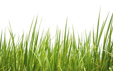 Green rice leaves isolated on a white background