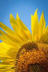 sunflower on a blue background