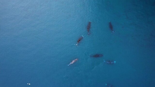 Bowhead whale family swimming together in calm blue ocean water, Aerial view of a pod of bowhead whale spouting. Whale watching of migrate Baleen whales in Shantar islands near forest. 6K downscale