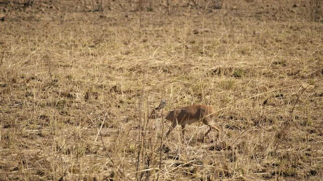 Camouflaged male steenbok antelope walks between long dry grass in African savannah in winter