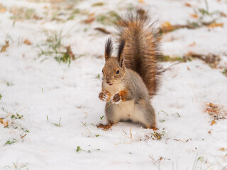 Squirrel standing on its hind legs on the white snow.