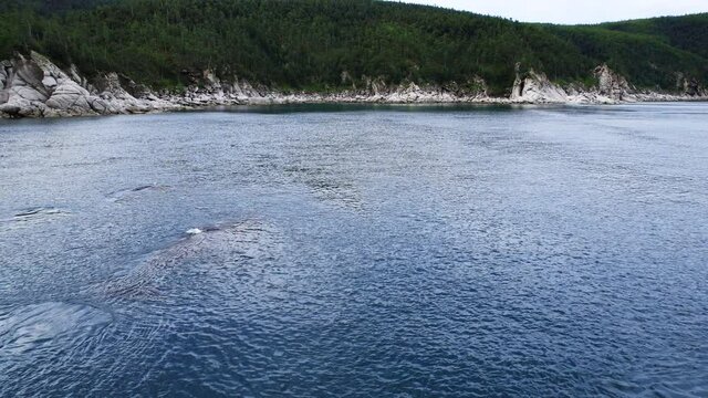 Bowhead whale family swimming together in calm blue ocean water, Aerial view of a pod of bowhead whale spouting. Whale watching of migrate Baleen whales in Shantar islands near forest. 6K downscale