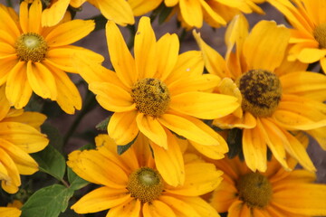 Golden Blooms Of August, U of A Botanic Gardens, Devon, Alberta