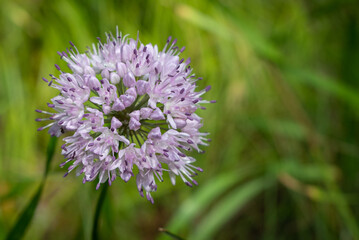 Macro  Flower