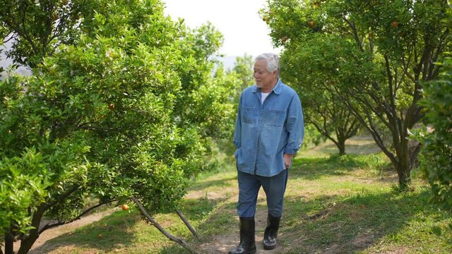 Asian senior man farmer working and inspect quality of organic orange fruit in orange orchard. Elderly male farm owner preparing to harvest ripe orange. Agriculture industry with technology concept