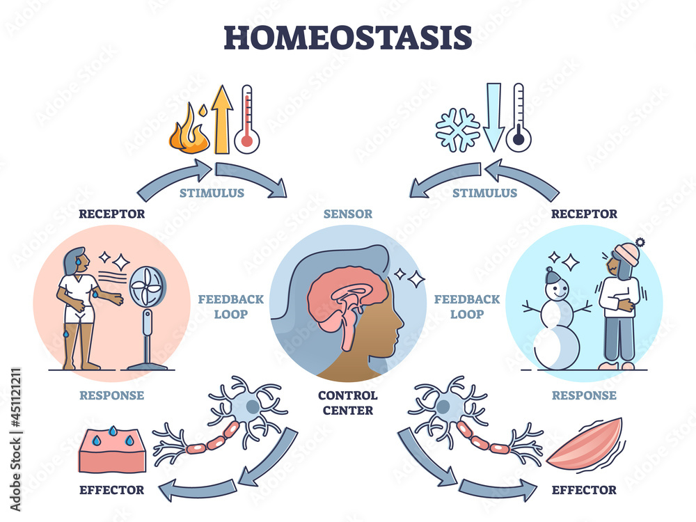 Poster homeostasis as biological state with temperature regulation outline diagram. educational labeled sch