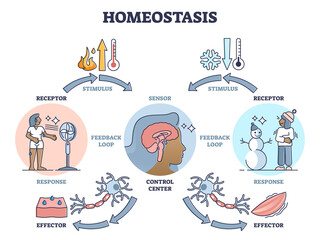 Homeostasis as biological state with temperature regulation outline diagram. Educational labeled scheme with stimulus, sensor and effectors vector illustration. Anatomical and physical body process. - obrazy, fototapety, plakaty
