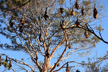 Flying Foxes chilling on a tree