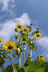 Silphie-Planze vor blauem Himmel mit Insekten