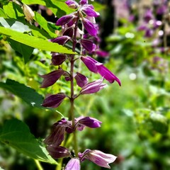 flowers in the garden