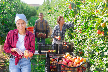 Fototapeta premium Portrait of happy female owner orchard with ripe apples in hands