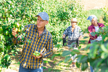 Man harvesting ripe pears on the farmer field