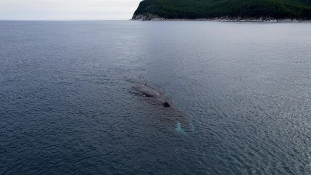 Bowhead whale swimming in calm blue ocean water, Aerial view of a pod of bowhead whale spouting. Whale watching of migrate Baleen whales in Shantar islands near forest. 6K downscale