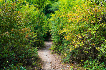 Path between trees in the forest